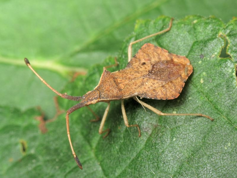 Syromastus rhombeus (Linnaeus, 1767)